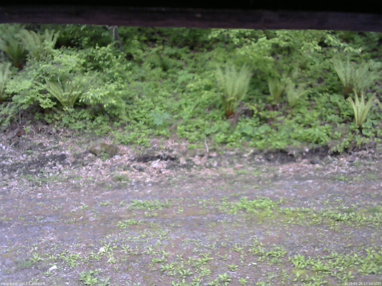 長野県菅平高原 ゆたか山荘 東側(坂下) 2026/05/24 17:30