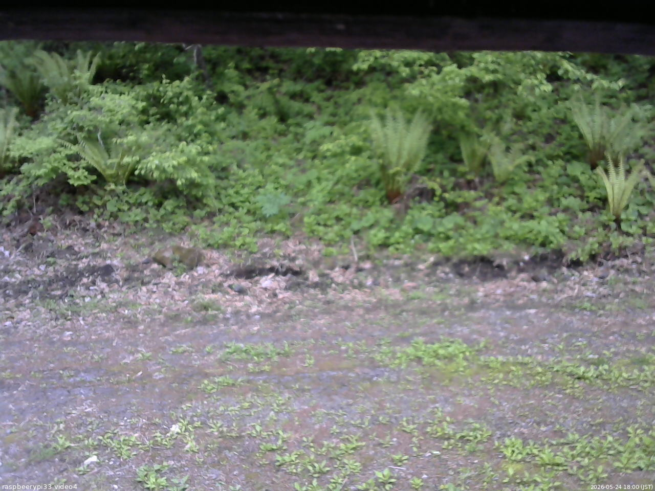 長野県菅平高原 ゆたか山荘 東側(坂下) 2026/05/24 18:00