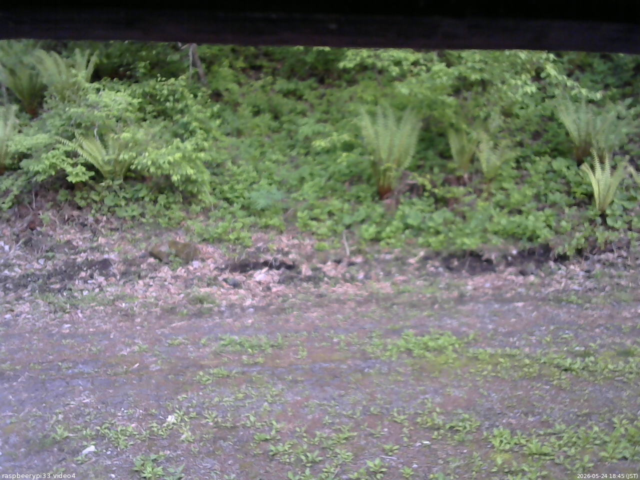 長野県菅平高原 ゆたか山荘 東側(坂下) 2026/05/24 18:45