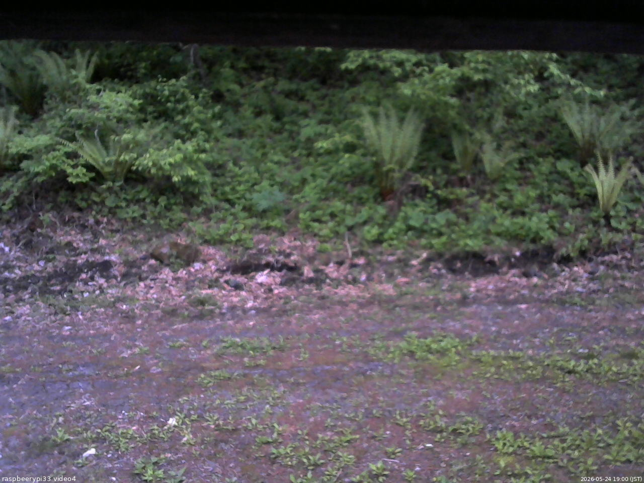長野県菅平高原 ゆたか山荘 東側(坂下) 2026/05/24 19:00