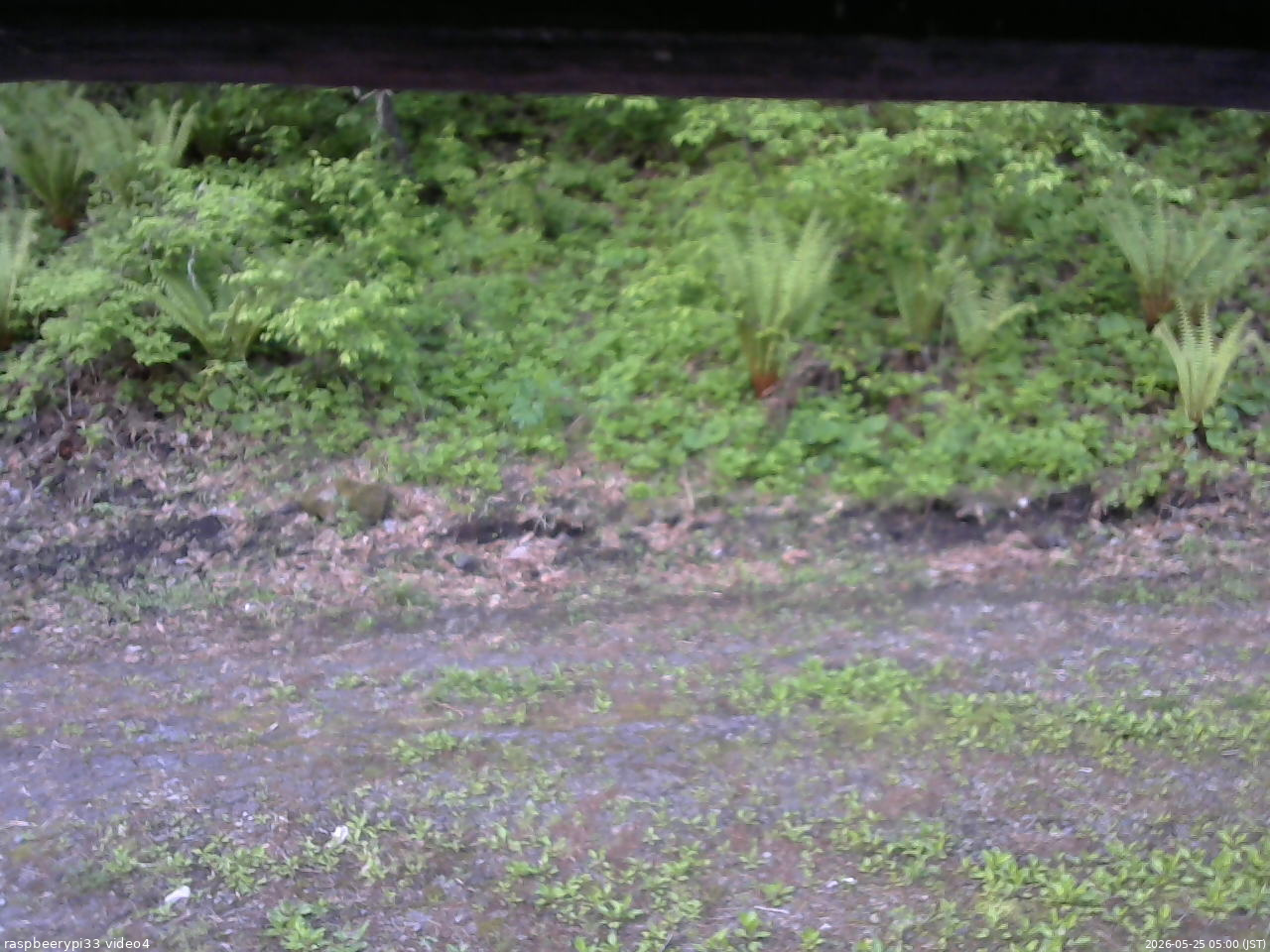 長野県菅平高原 ゆたか山荘 東側(坂下) 2026/05/25 05:00