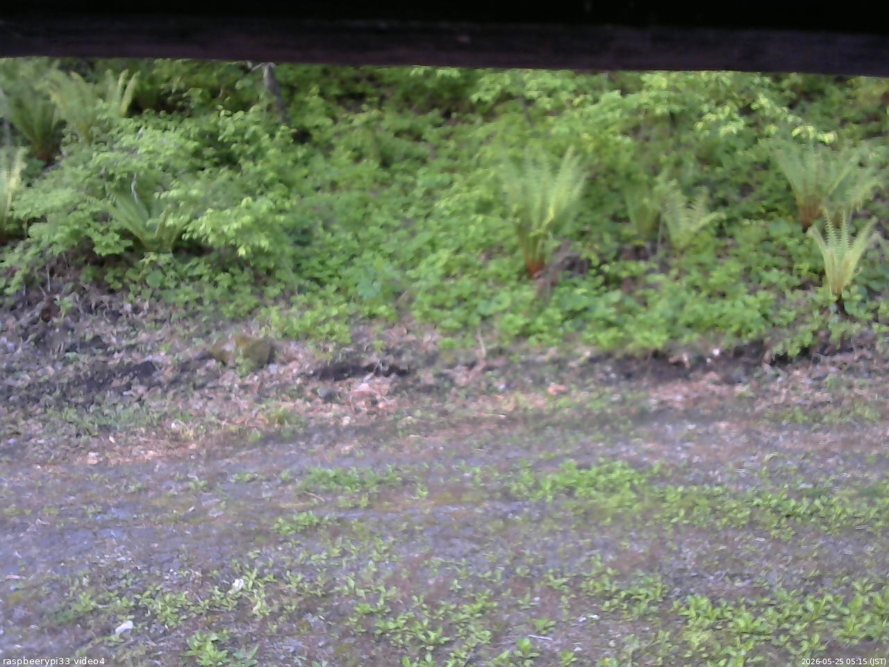 長野県菅平高原 ゆたか山荘 東側(坂下) 2026/05/25 05:15