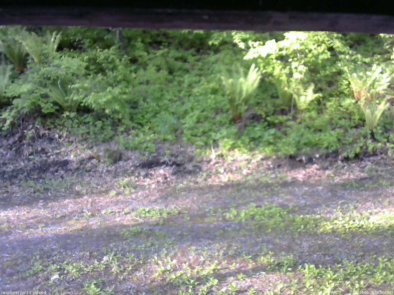 長野県菅平高原 ゆたか山荘 東側(坂下) 2026/05/25 06:00