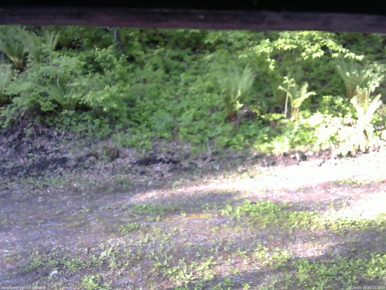 長野県菅平高原 ゆたか山荘 東側(坂下) 2026/05/25 06:15
