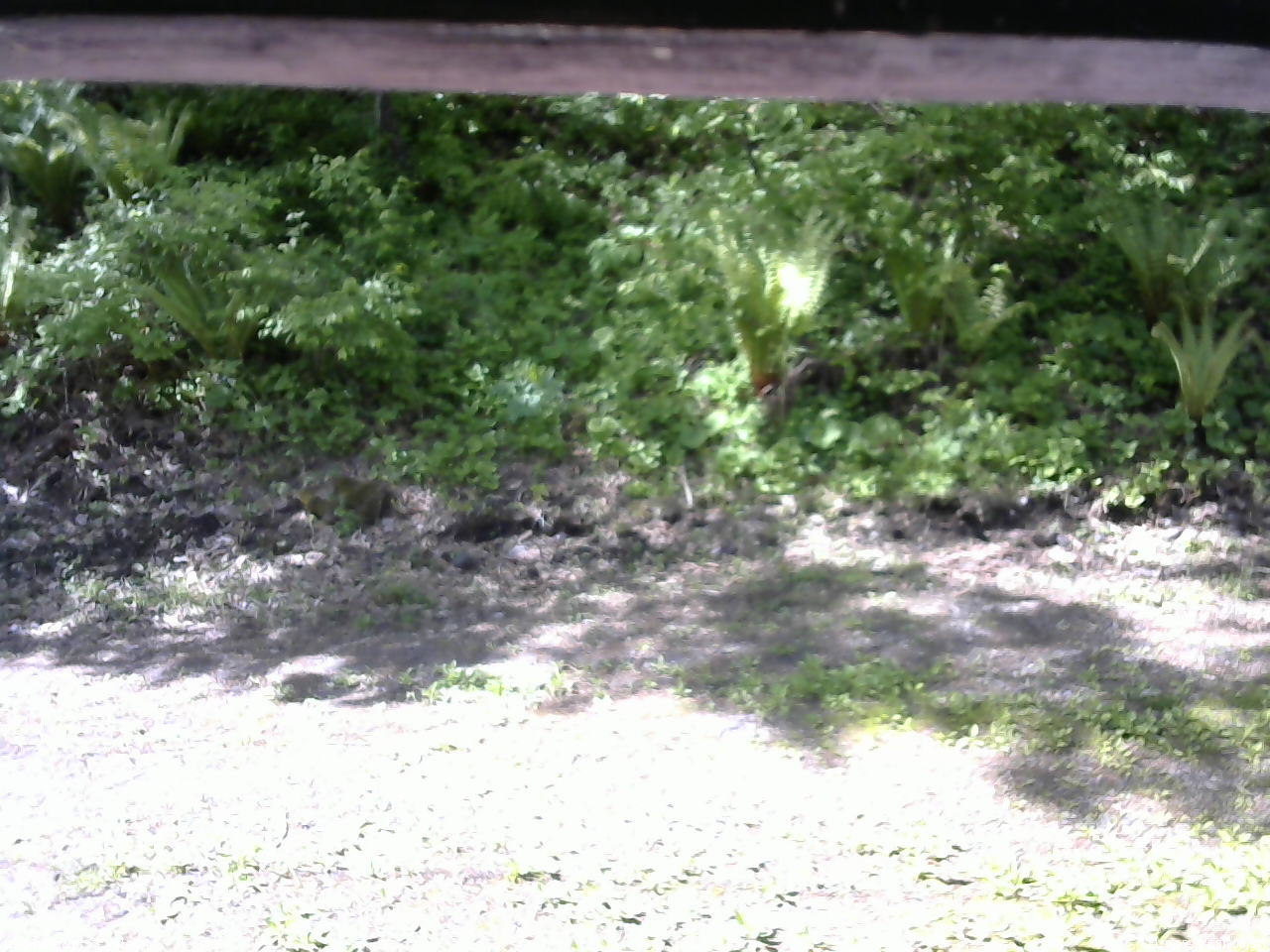 長野県菅平高原 ゆたか山荘 東側(坂下) 2026/05/25 08:30
