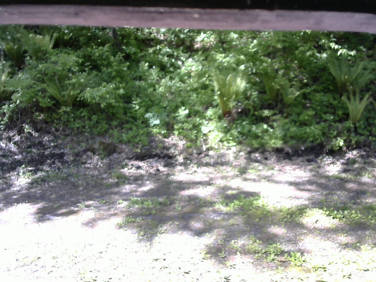 長野県菅平高原 ゆたか山荘 東側(坂下) 2026/05/25 08:45