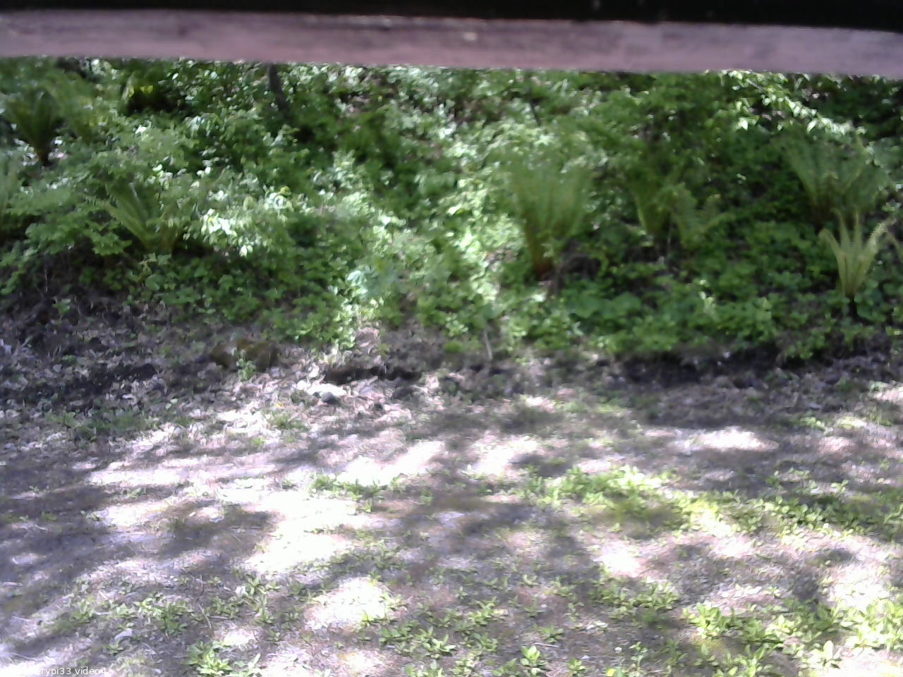 長野県菅平高原 ゆたか山荘 東側(坂下) 2026/05/25 09:15
