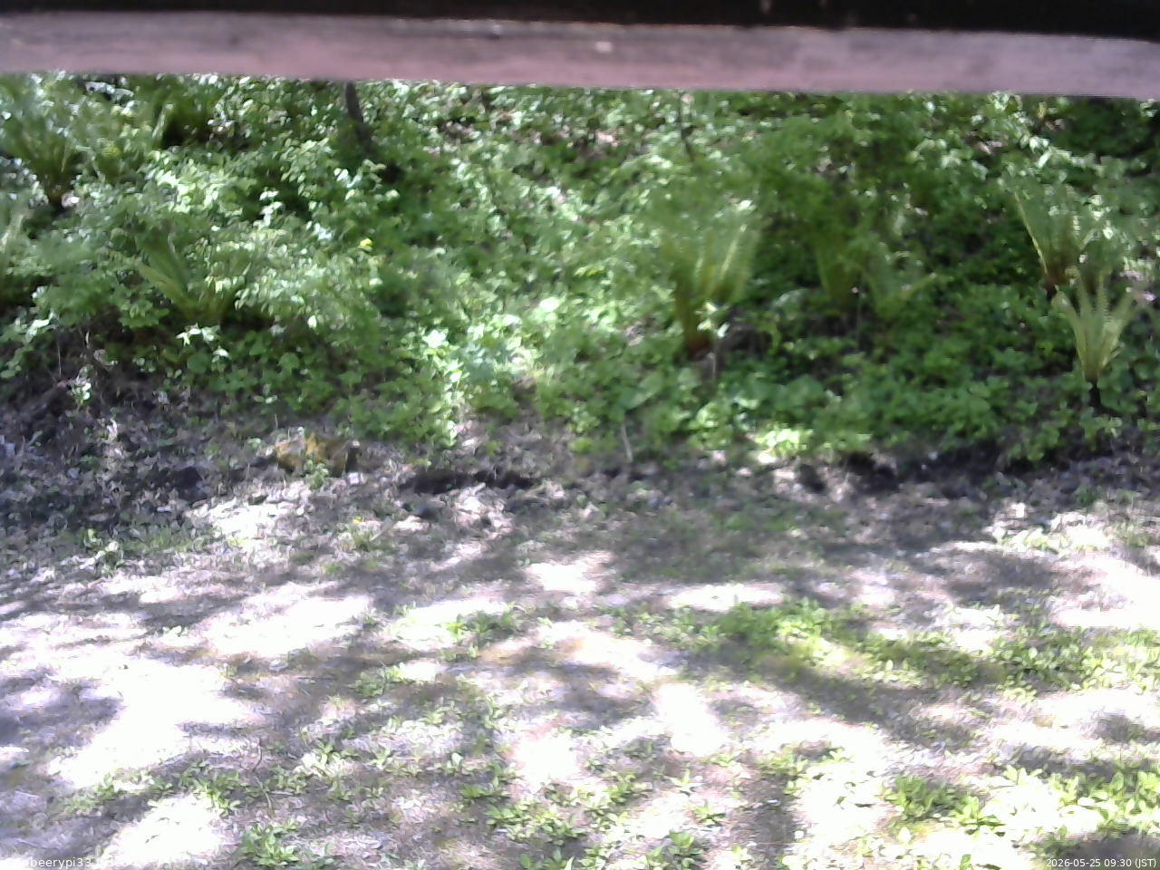 長野県菅平高原 ゆたか山荘 東側(坂下) 2026/05/25 09:30