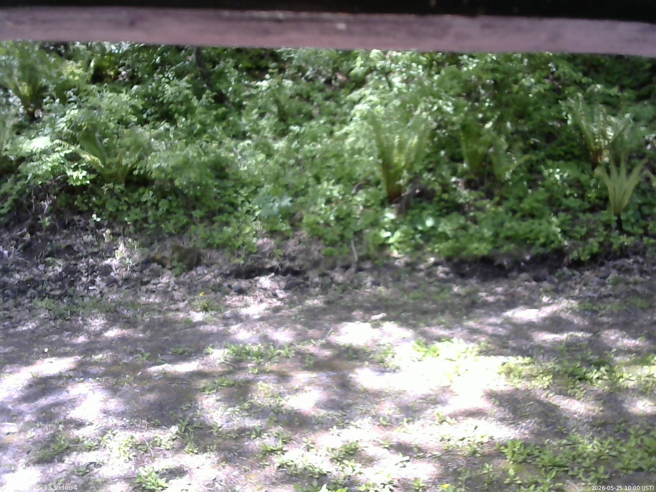長野県菅平高原 ゆたか山荘 東側(坂下) 2026/05/25 10:00