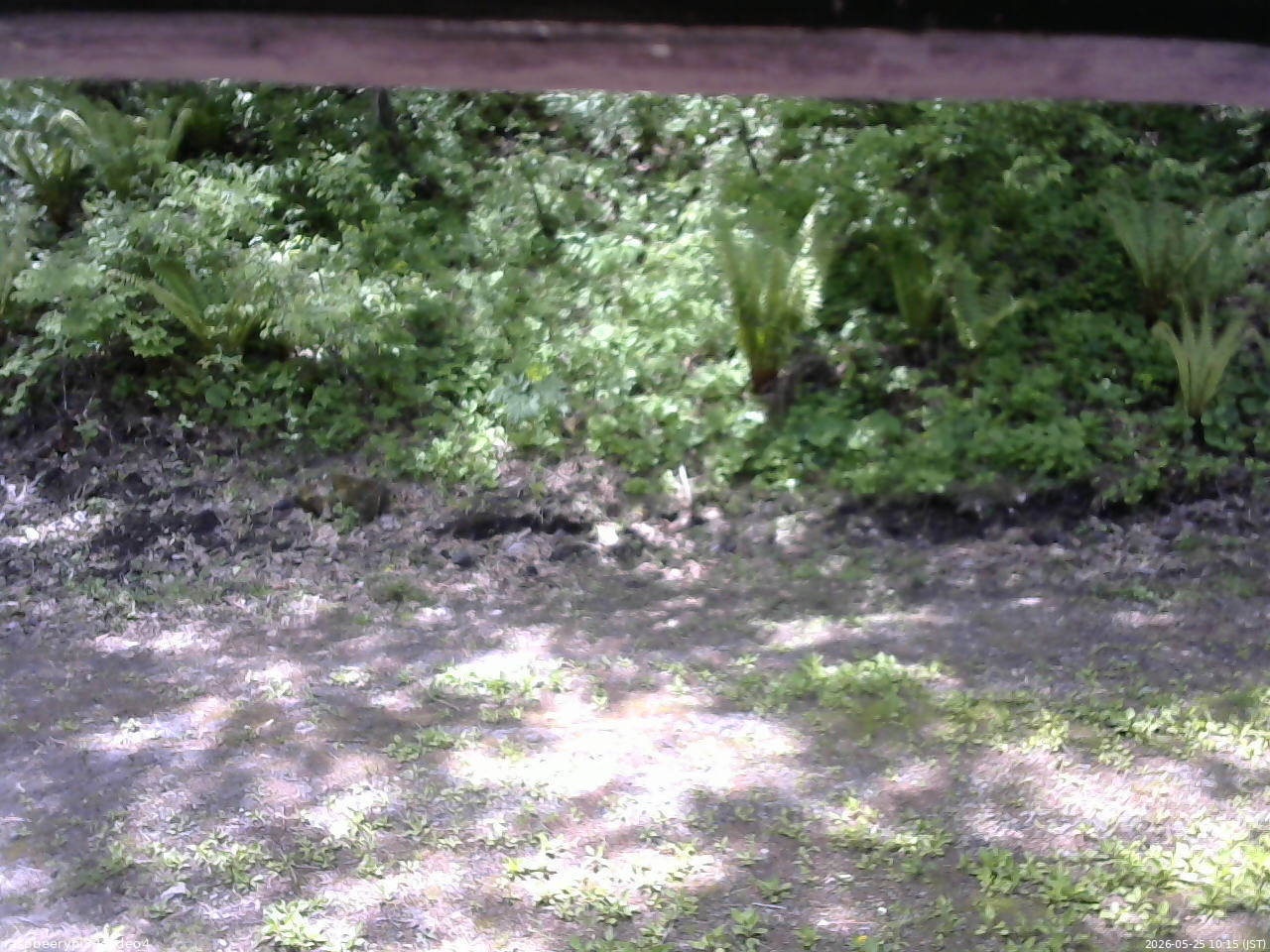 長野県菅平高原 ゆたか山荘 東側(坂下) 2026/05/25 10:15