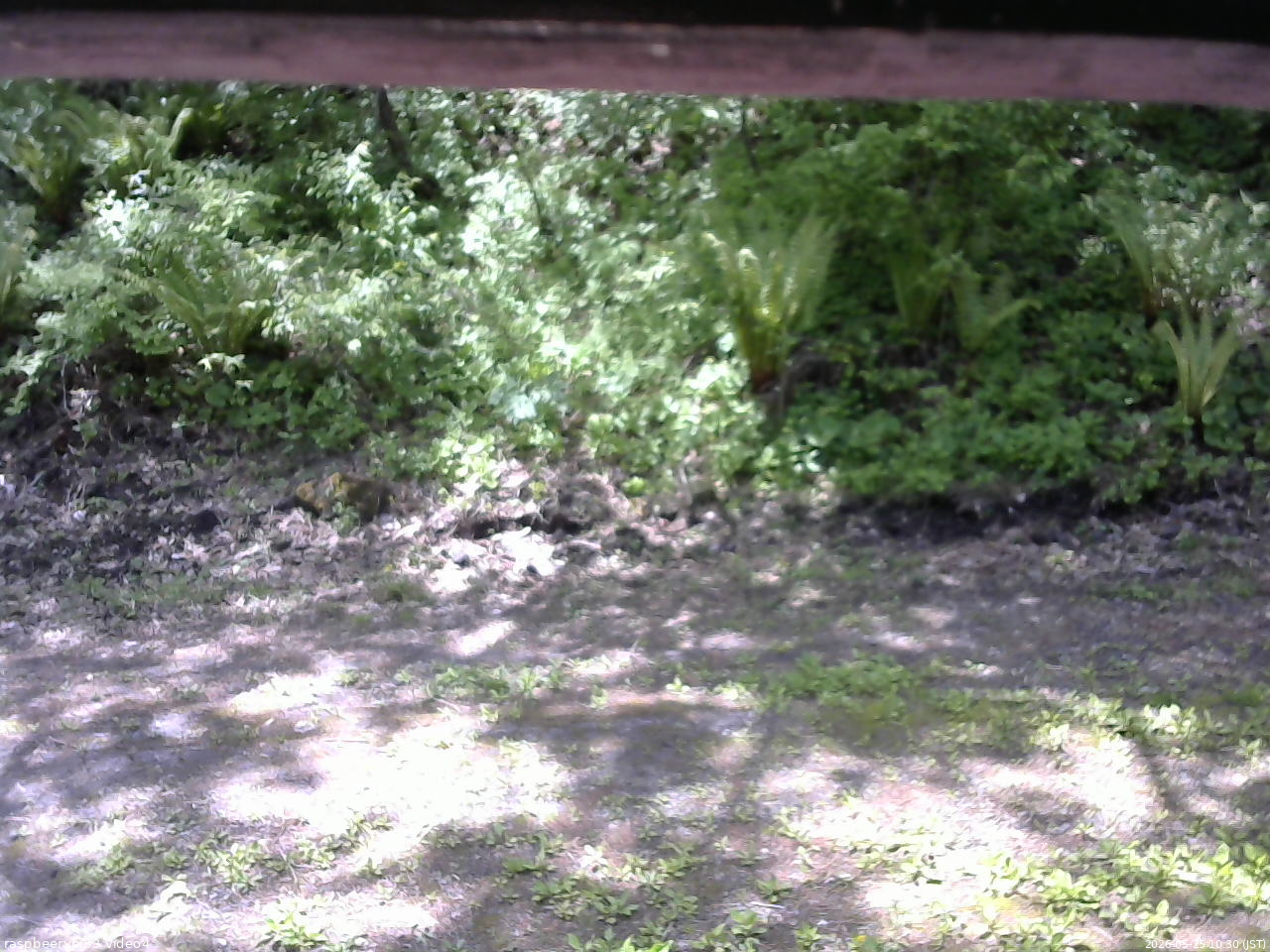 長野県菅平高原 ゆたか山荘 東側(坂下) 2026/05/25 10:30