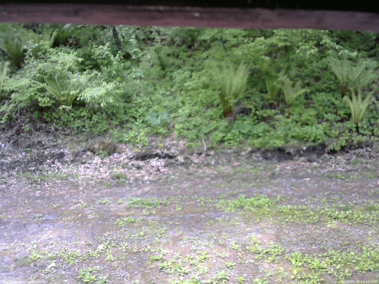 長野県菅平高原 ゆたか山荘 東側(坂下) 2026/05/25 10:45