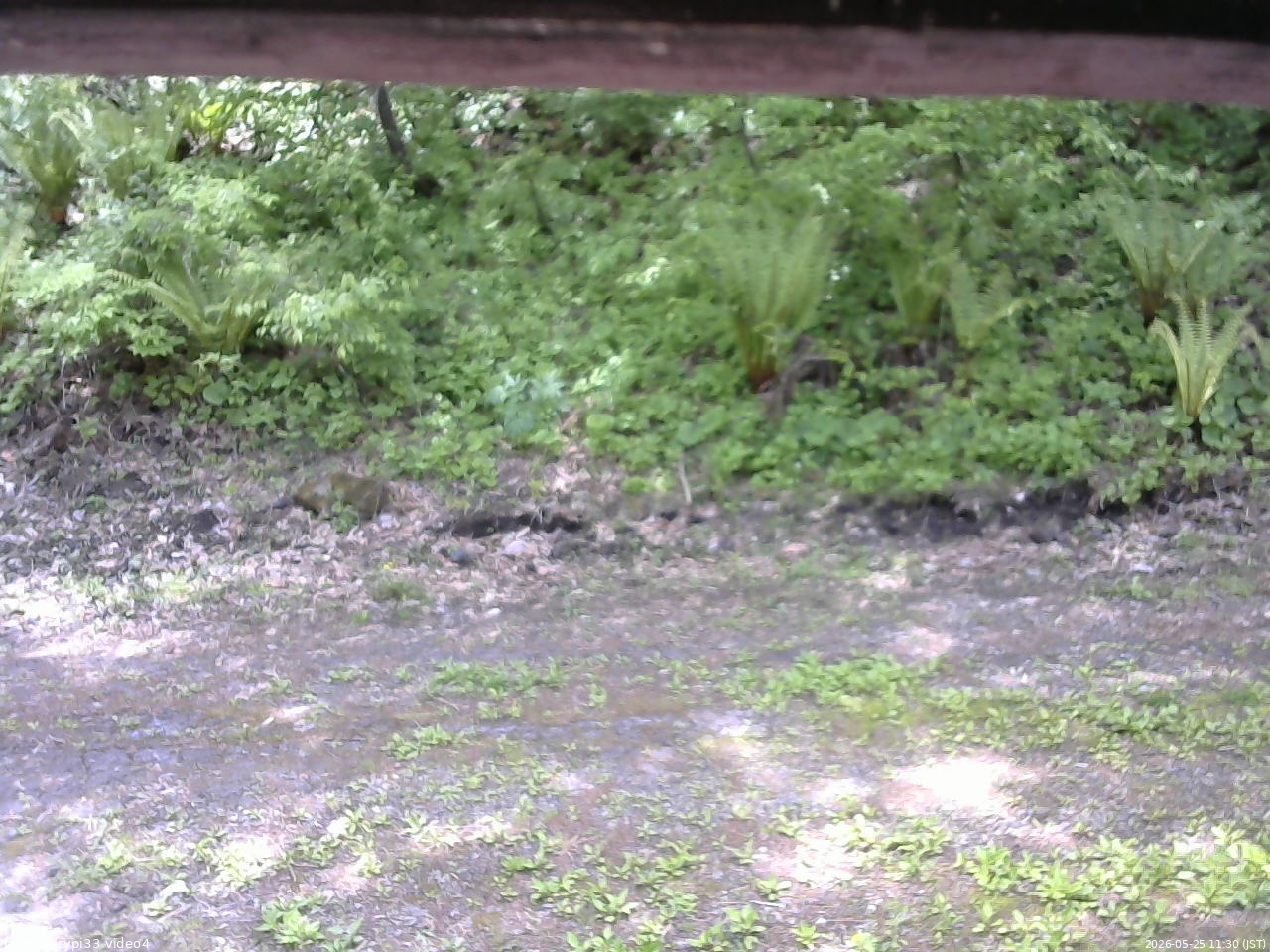 長野県菅平高原 ゆたか山荘 東側(坂下) 2026/05/25 11:30