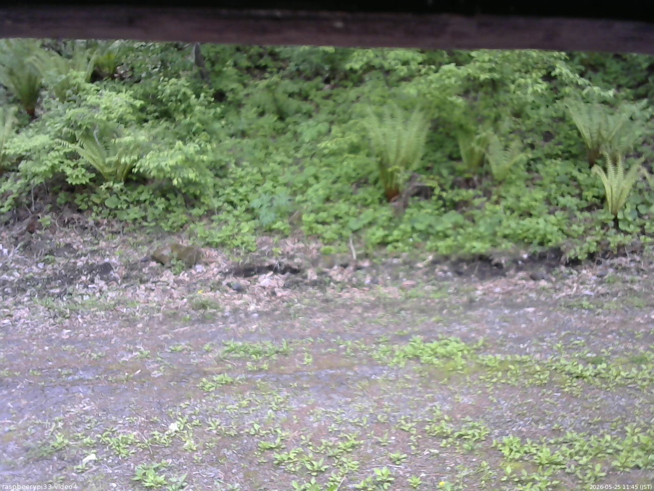 長野県菅平高原 ゆたか山荘 東側(坂下) 2026/05/25 11:45