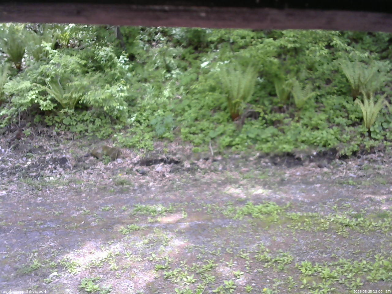 長野県菅平高原 ゆたか山荘 東側(坂下) 2026/05/25 12:00