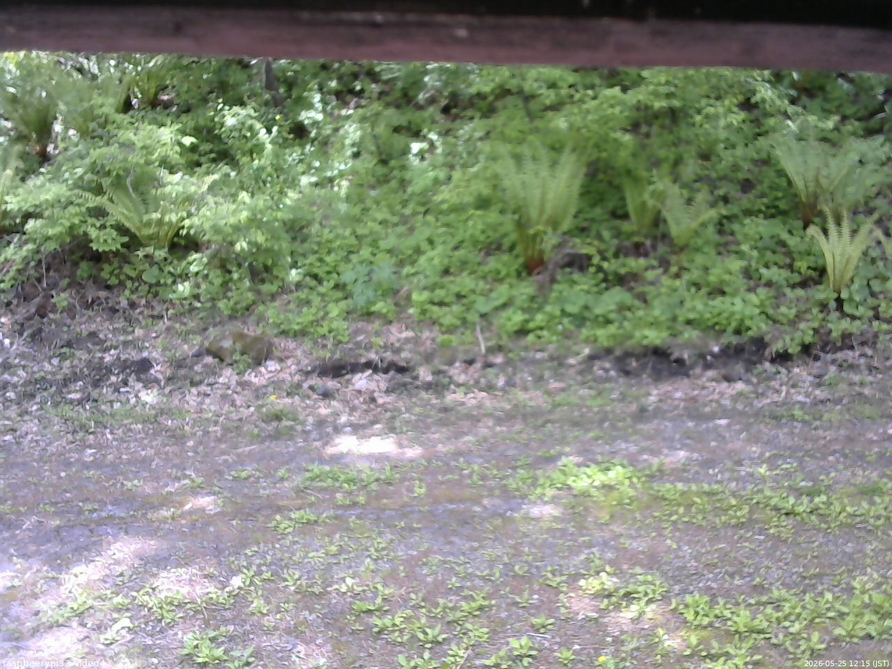 長野県菅平高原 ゆたか山荘 東側(坂下) 2026/05/25 12:15