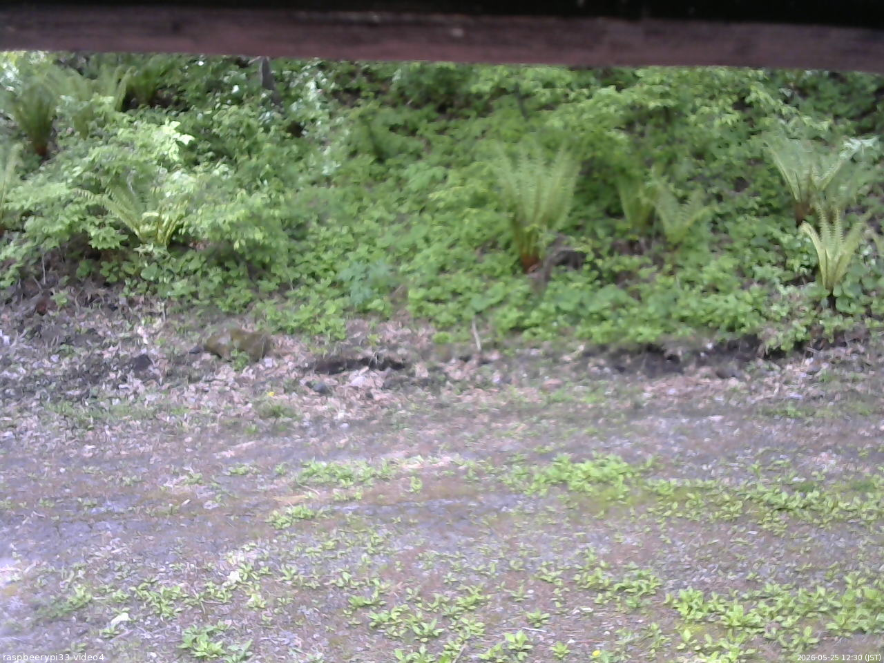 長野県菅平高原 ゆたか山荘 東側(坂下) 2026/05/25 12:30