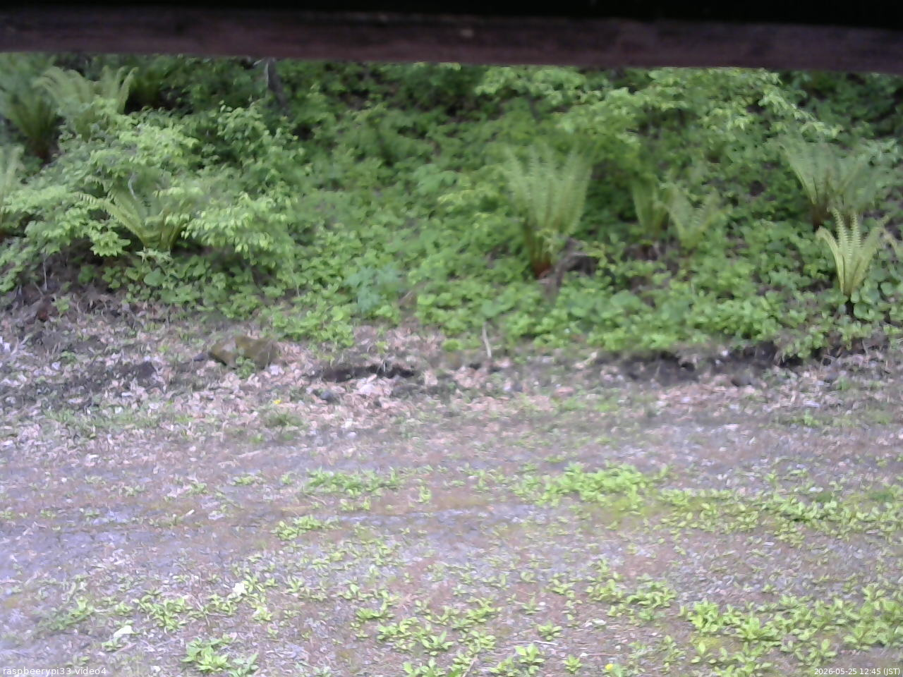 長野県菅平高原 ゆたか山荘 東側(坂下) 2026/05/25 12:45