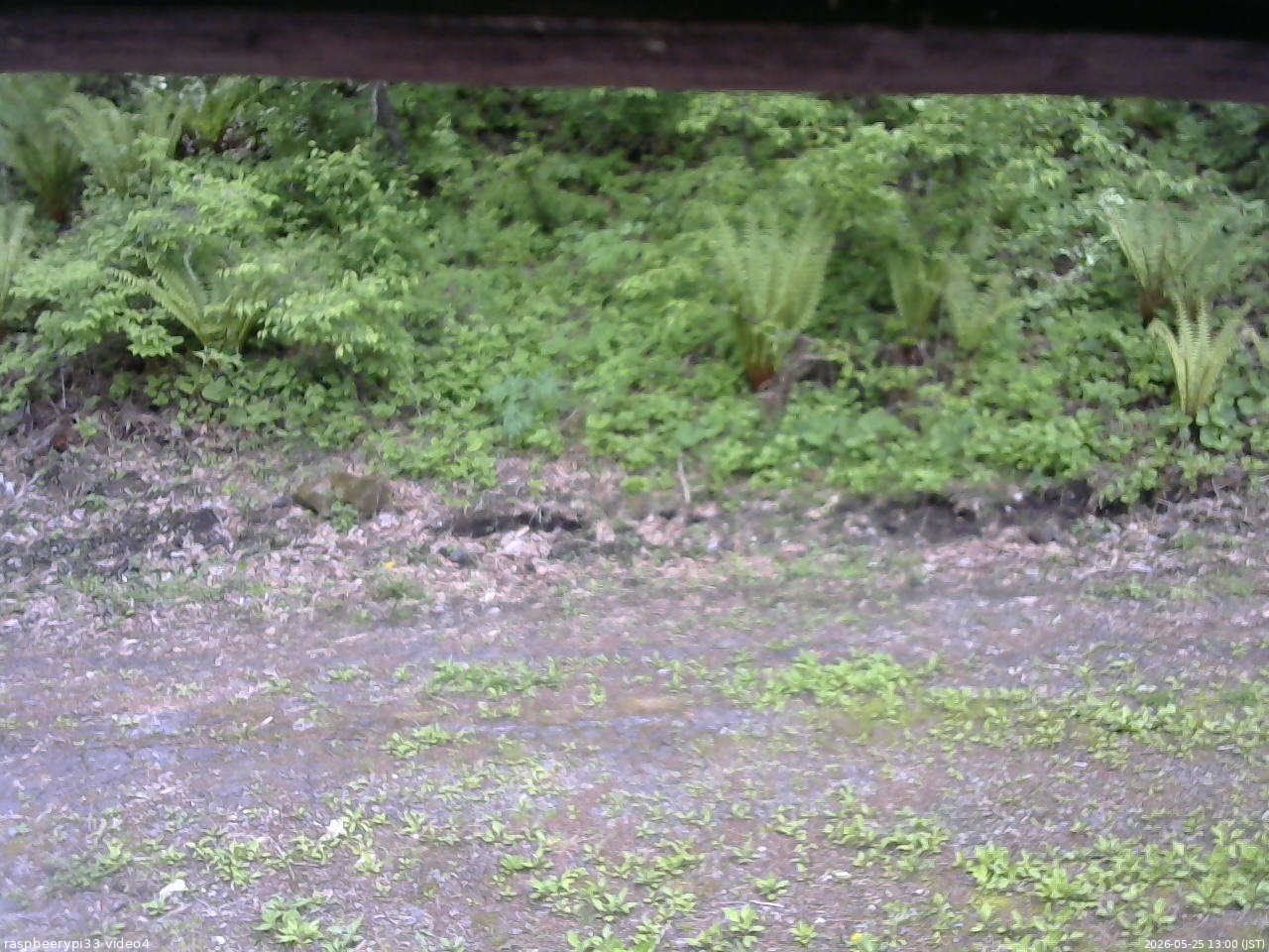長野県菅平高原 ゆたか山荘 東側(坂下) 2026/05/25 13:00