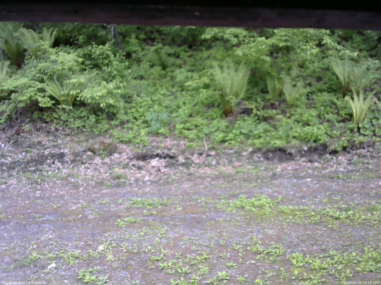 長野県菅平高原 ゆたか山荘 東側(坂下) 2026/05/25 13:15