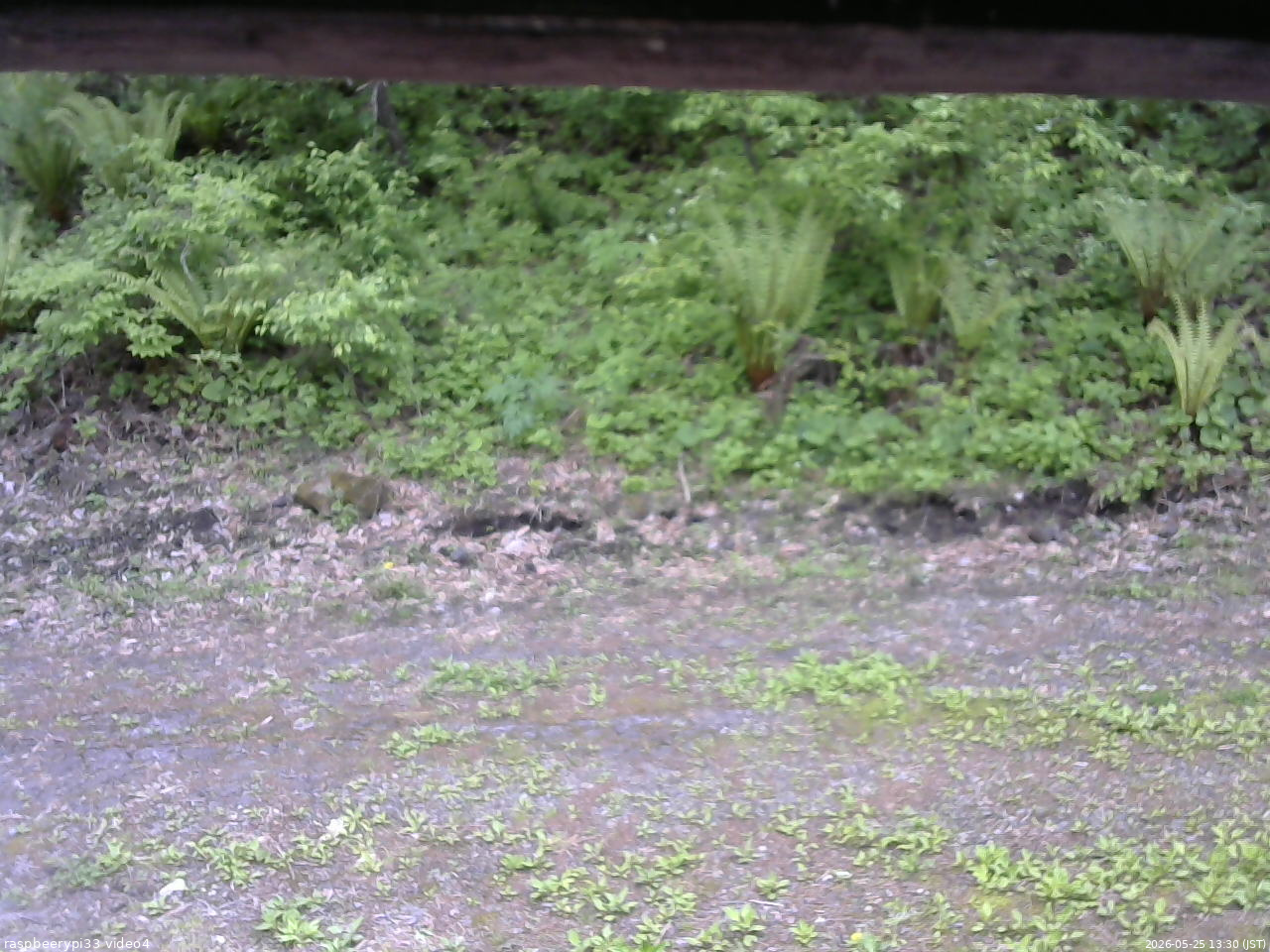 長野県菅平高原 ゆたか山荘 東側(坂下) 2026/05/25 13:30