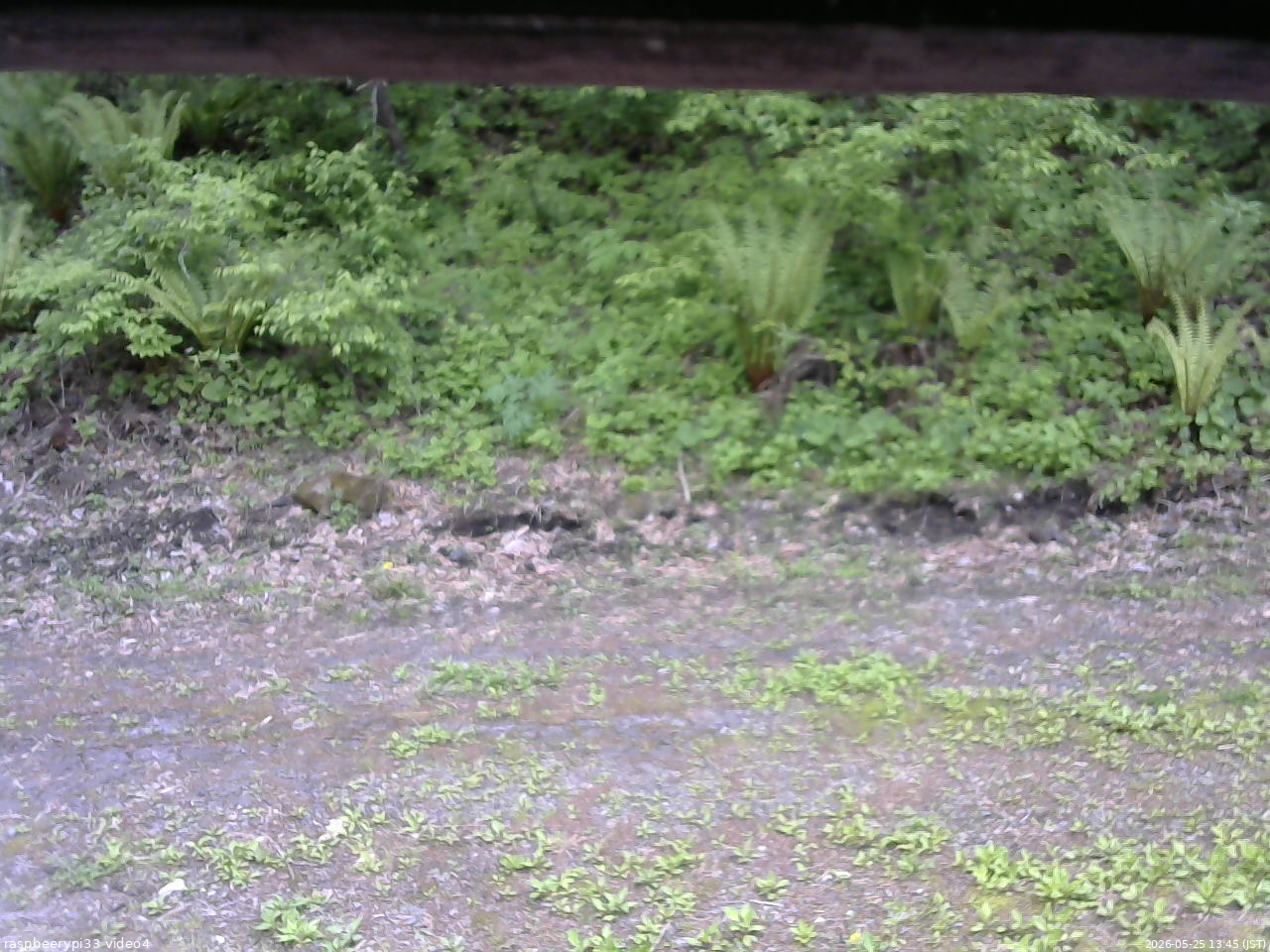 長野県菅平高原 ゆたか山荘 東側(坂下) 2026/05/25 13:45
