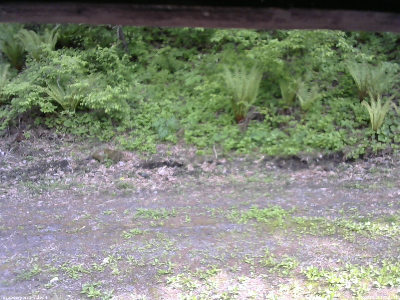 長野県菅平高原 ゆたか山荘 東側(坂下) 2026/05/25 14:15