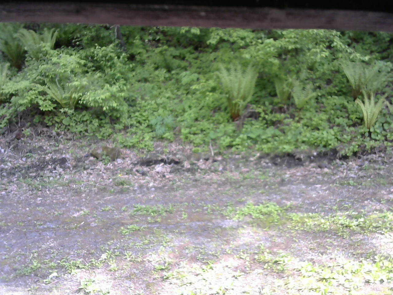 長野県菅平高原 ゆたか山荘 東側(坂下) 2026/05/25 14:30