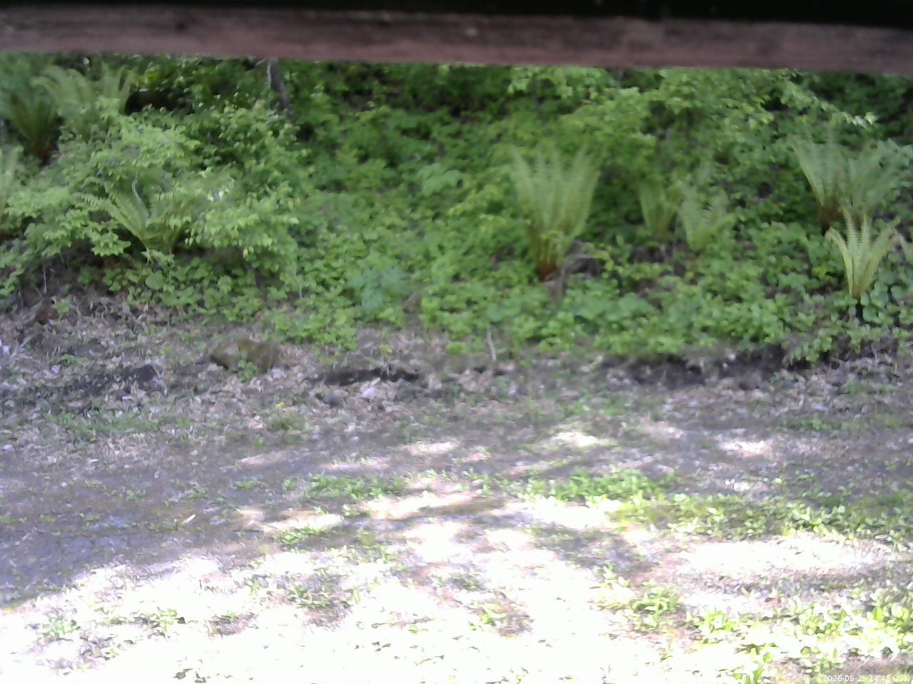 長野県菅平高原 ゆたか山荘 東側(坂下) 2026/05/25 14:45