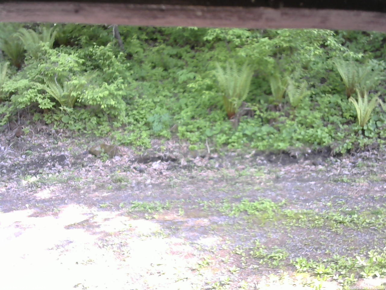 長野県菅平高原 ゆたか山荘 東側(坂下) 2026/05/25 15:00
