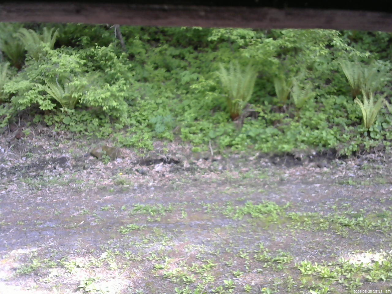 長野県菅平高原 ゆたか山荘 東側(坂下) 2026/05/25 15:15