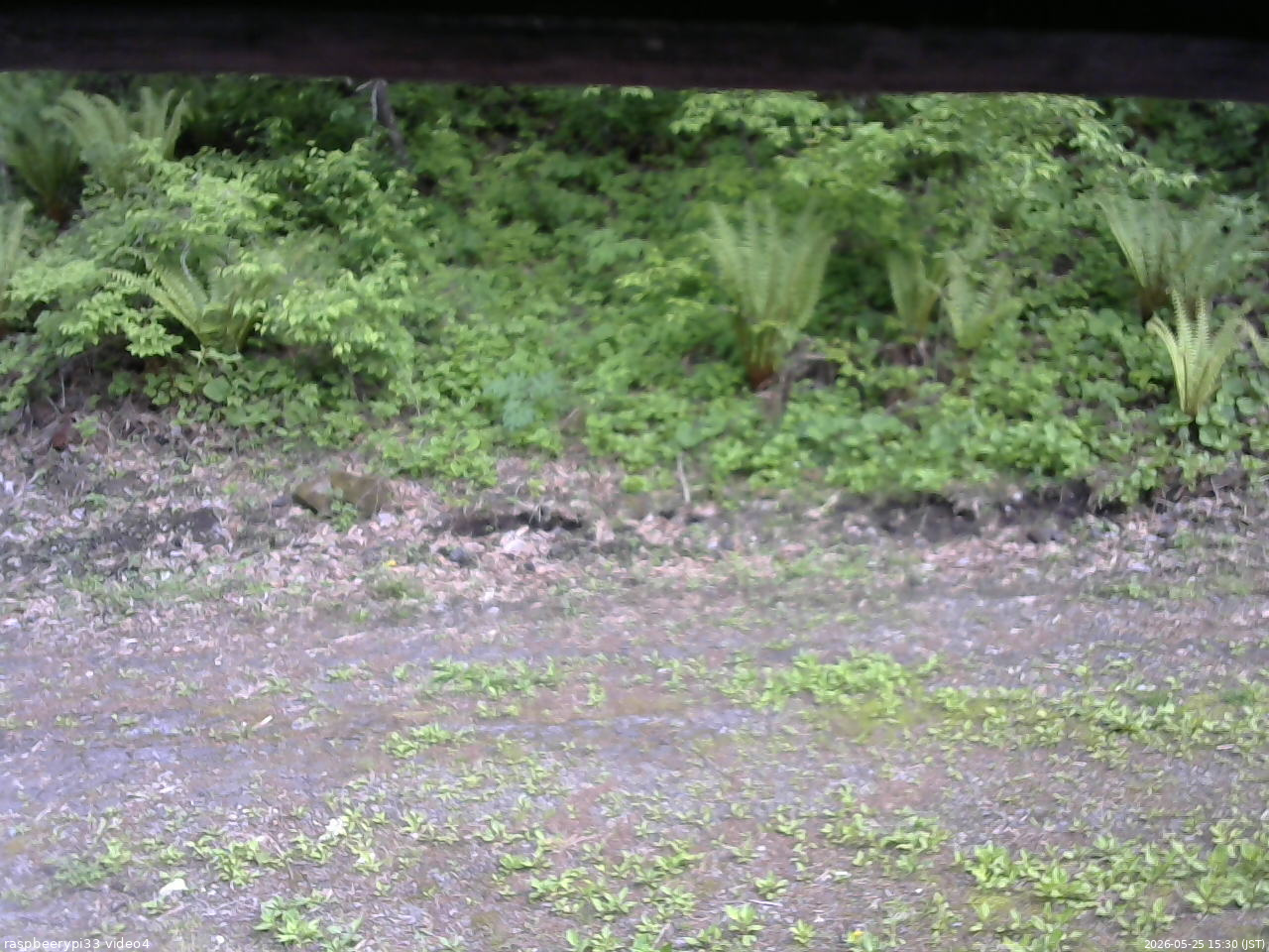 長野県菅平高原 ゆたか山荘 東側(坂下) 2026/05/25 15:30