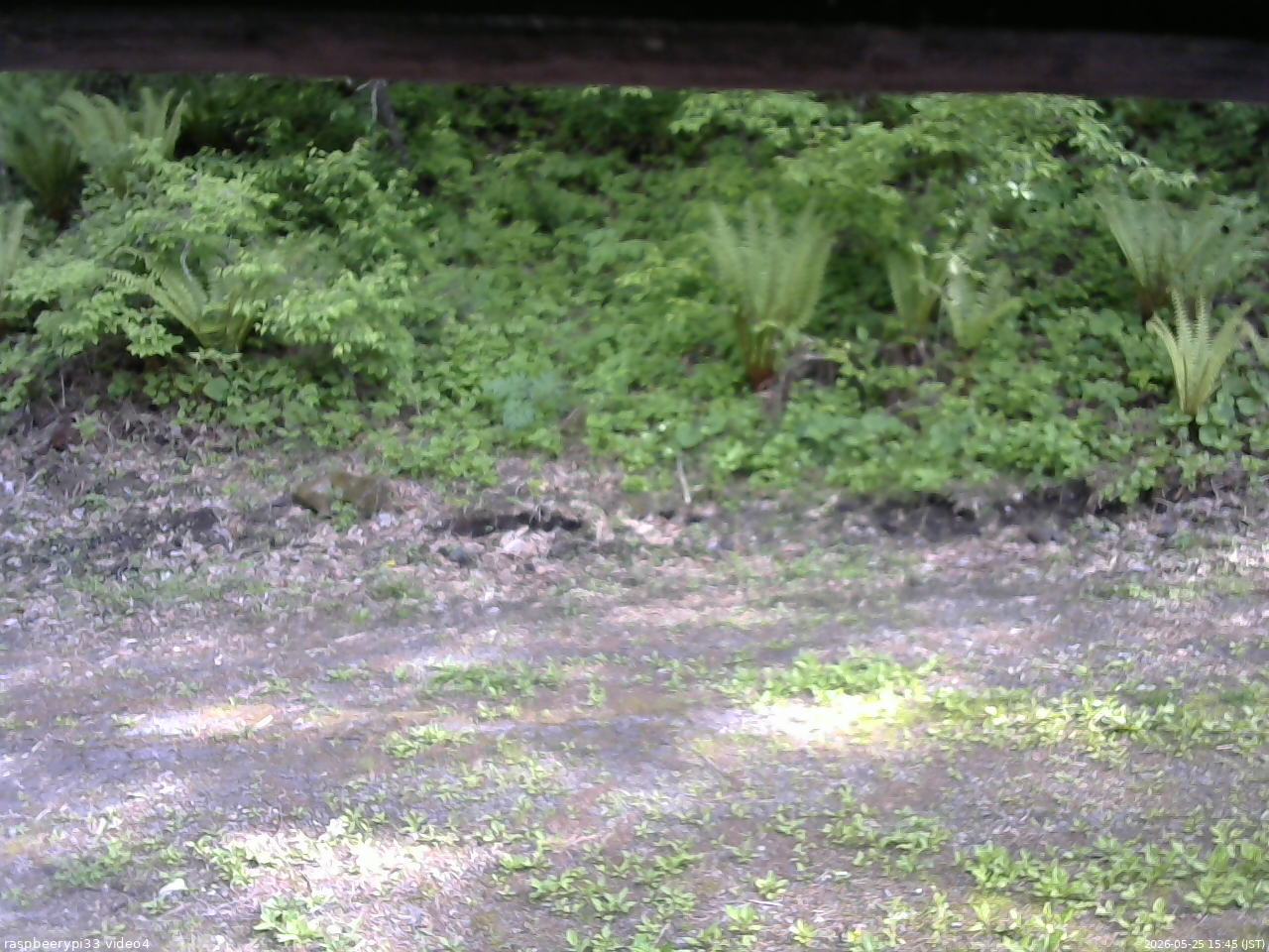長野県菅平高原 ゆたか山荘 東側(坂下) 2026/05/25 15:45