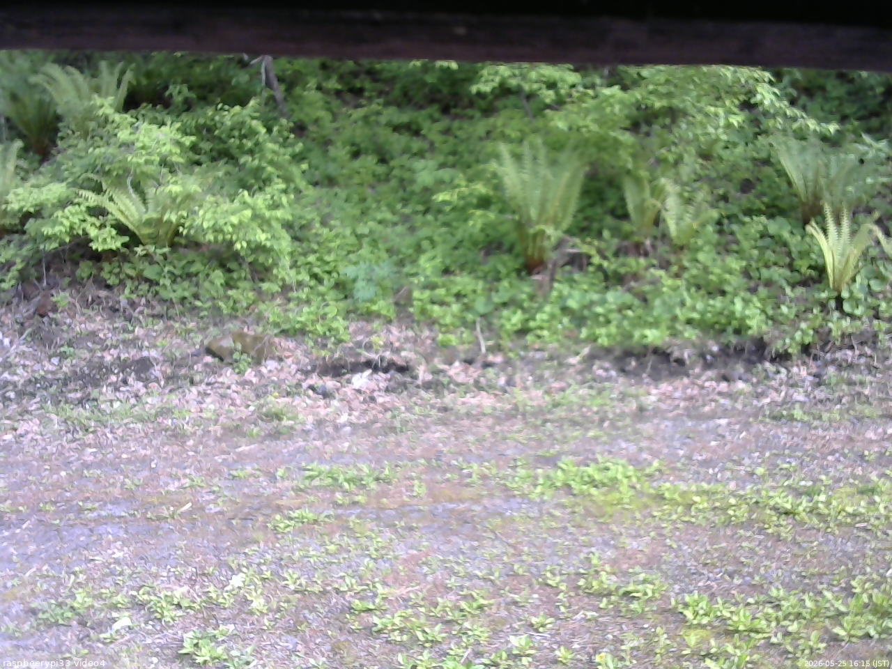 長野県菅平高原 ゆたか山荘 東側(坂下) 2026/05/25 16:15