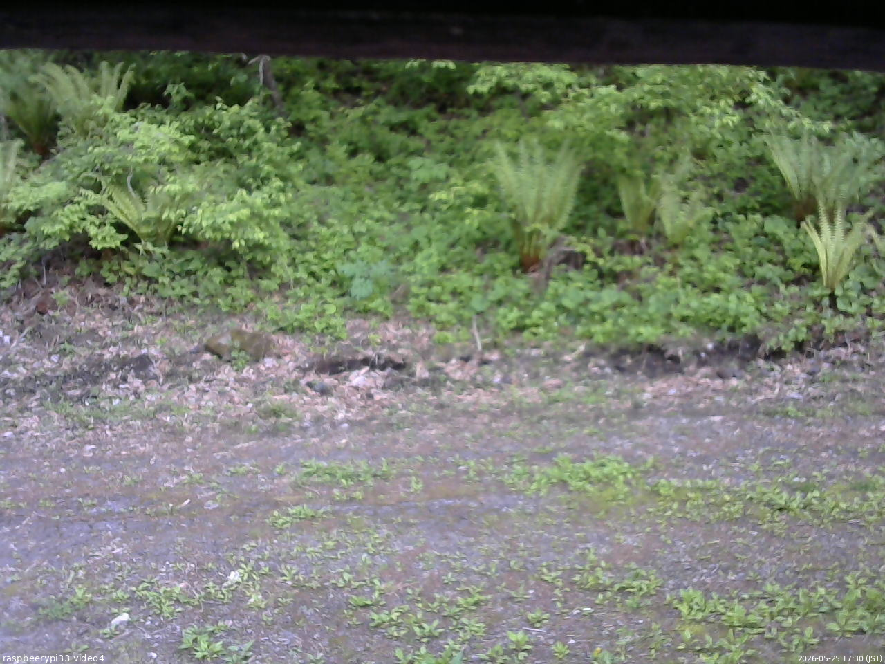 長野県菅平高原 ゆたか山荘 東側(坂下) 2026/05/25 17:30