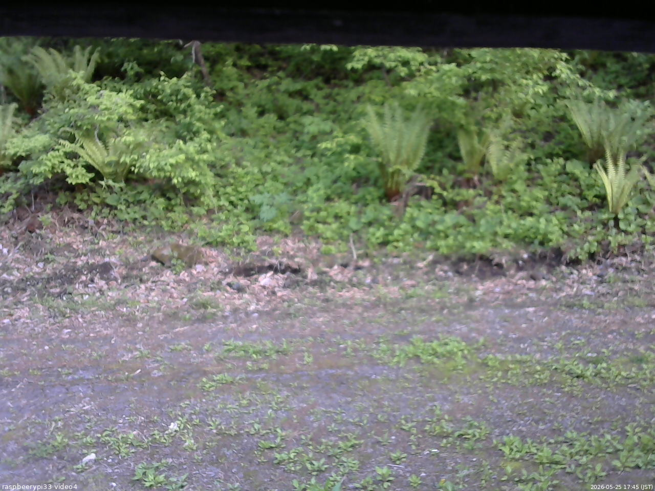 長野県菅平高原 ゆたか山荘 東側(坂下) 2026/05/25 17:45
