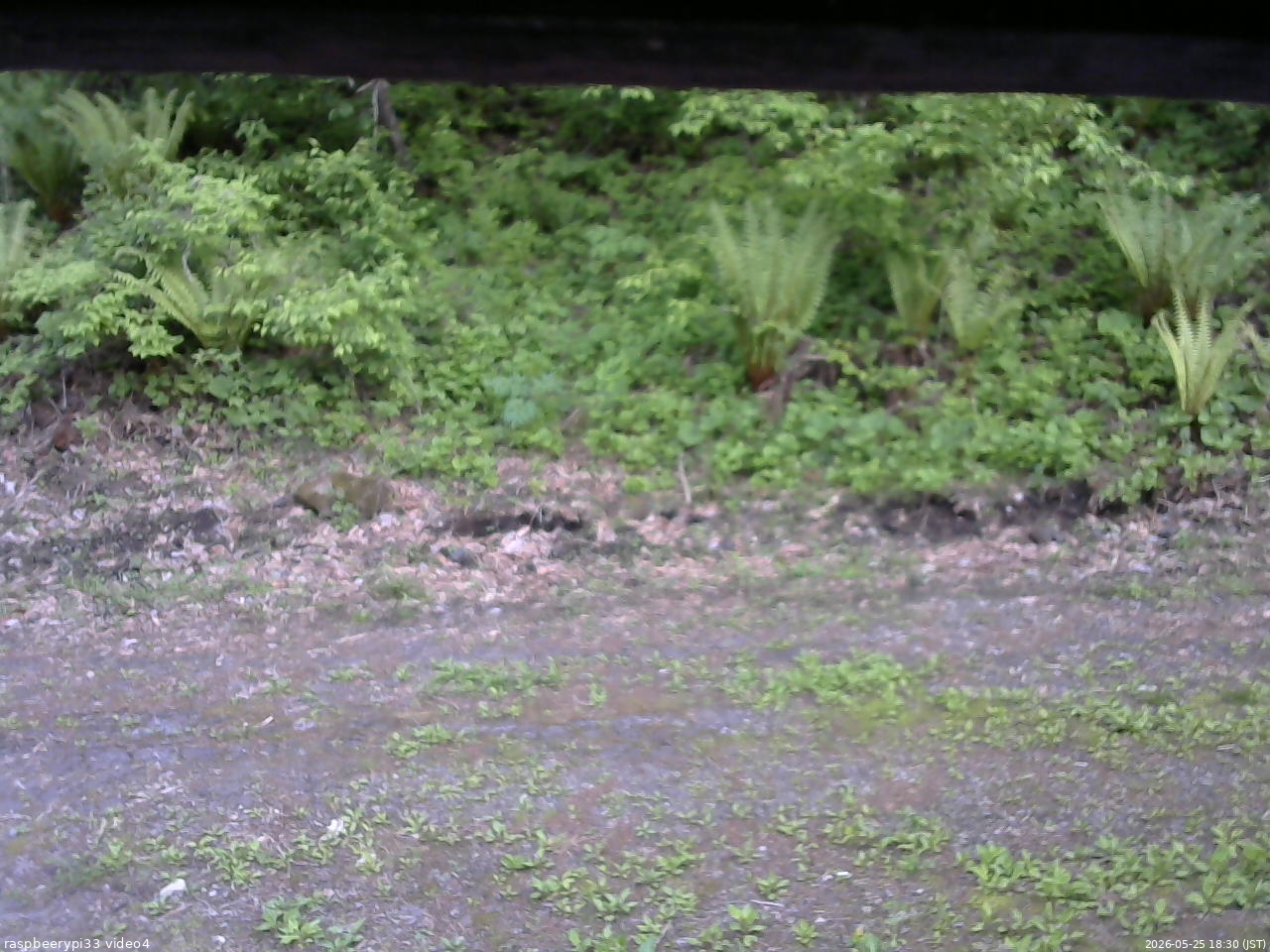 長野県菅平高原 ゆたか山荘 東側(坂下) 2026/05/25 18:30