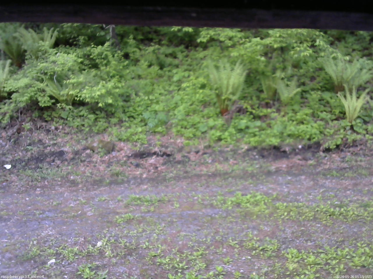 長野県菅平高原 ゆたか山荘 東側(坂下) 2026/05/26 05:15