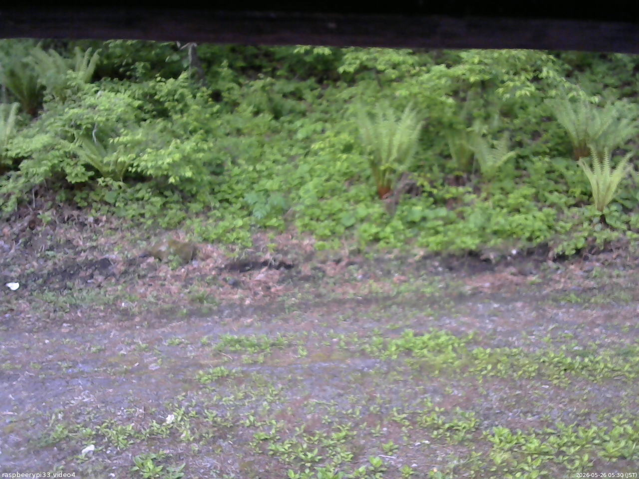 長野県菅平高原 ゆたか山荘 東側(坂下) 2026/05/26 05:30