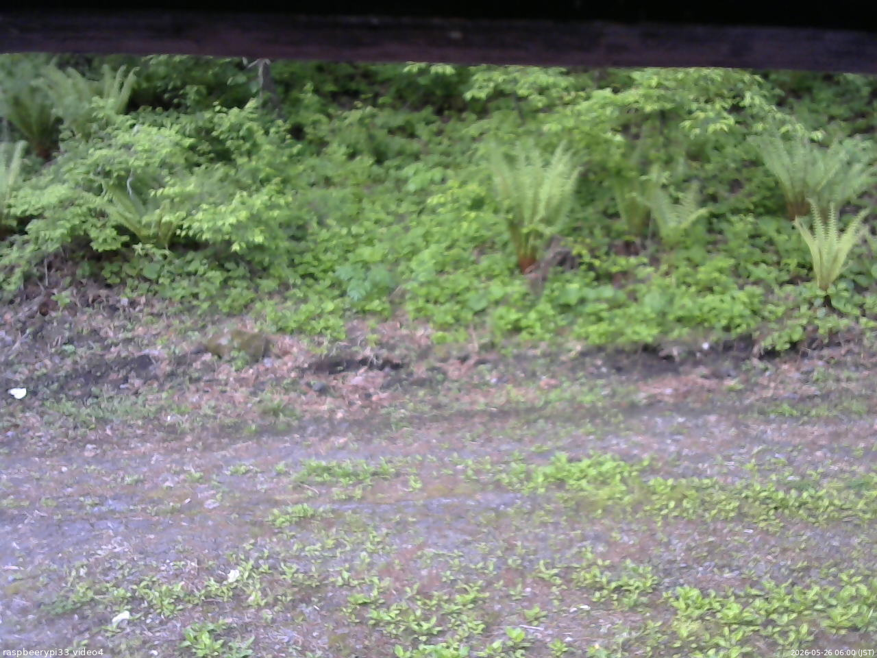 長野県菅平高原 ゆたか山荘 東側(坂下) 2026/05/26 06:00