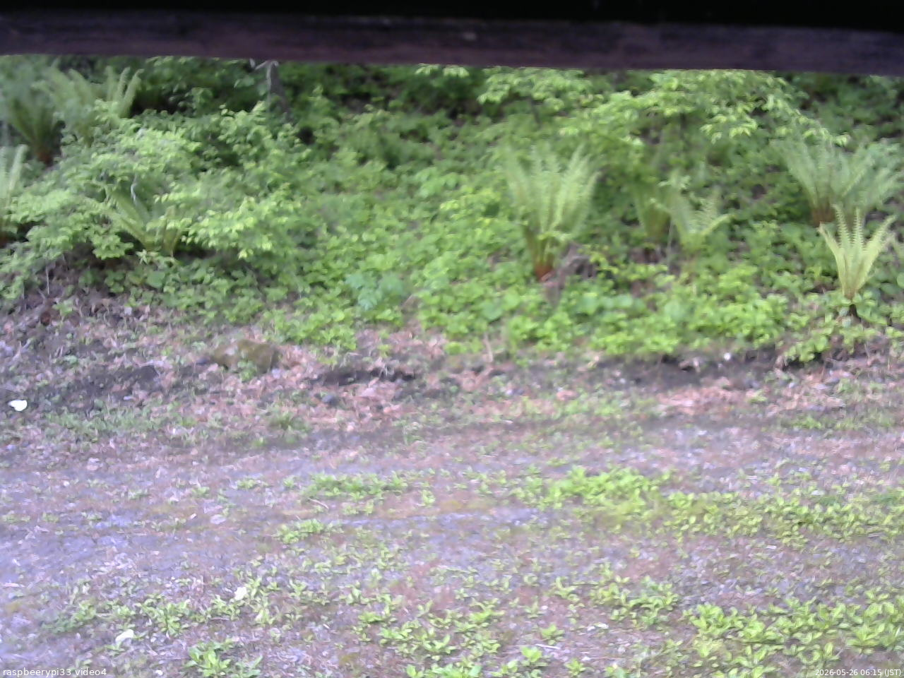 長野県菅平高原 ゆたか山荘 東側(坂下) 2026/05/26 06:15