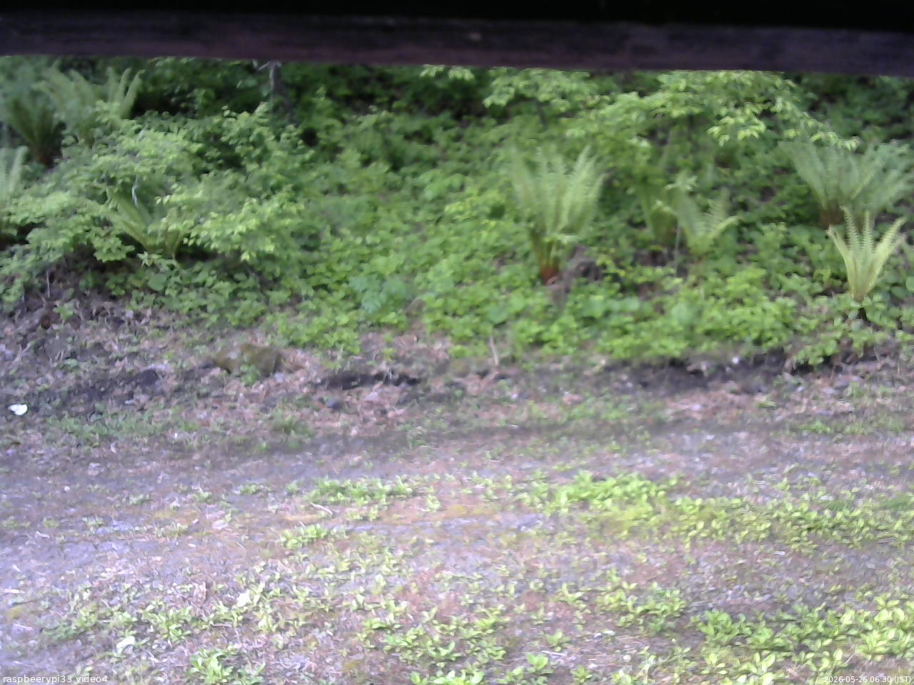 長野県菅平高原 ゆたか山荘 東側(坂下) 2026/05/26 06:30