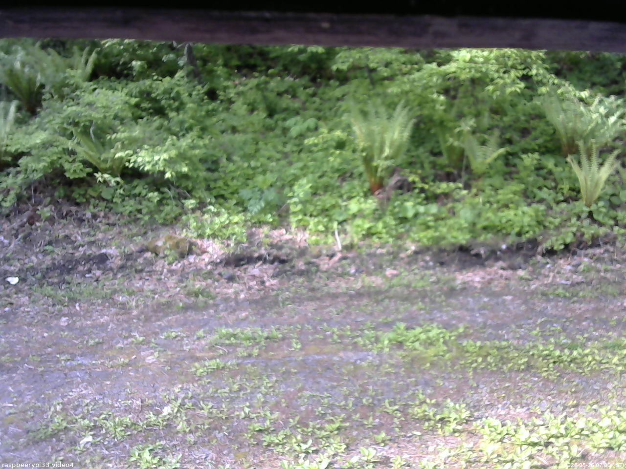 長野県菅平高原 ゆたか山荘 東側(坂下) 2026/05/26 07:00