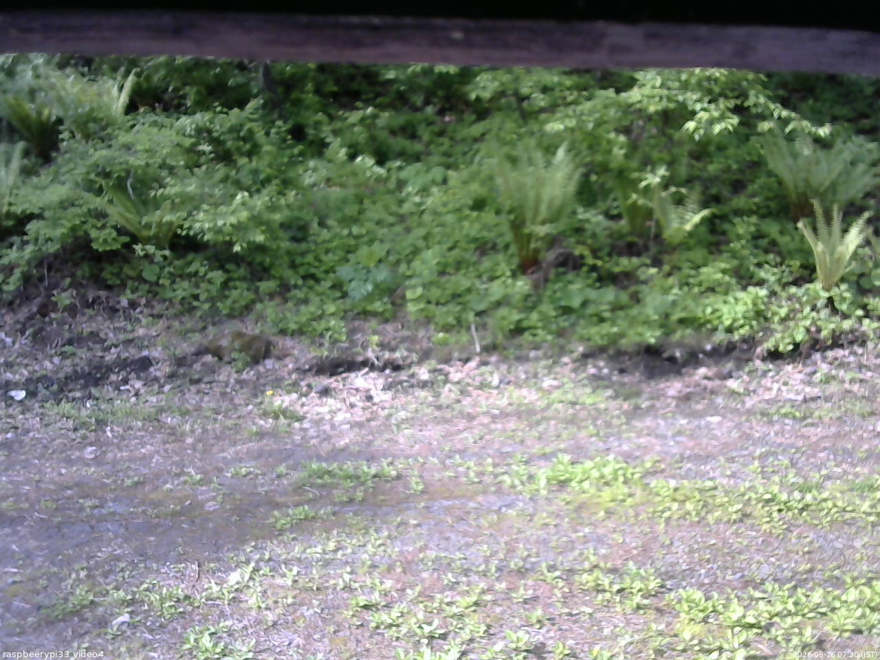 長野県菅平高原 ゆたか山荘 東側(坂下) 2026/05/26 07:30