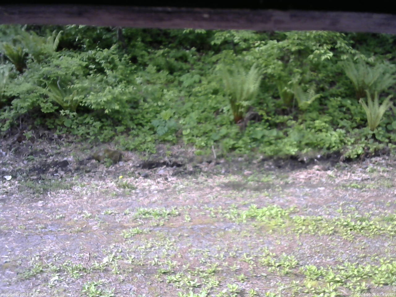 長野県菅平高原 ゆたか山荘 東側(坂下) 2026/05/26 07:45