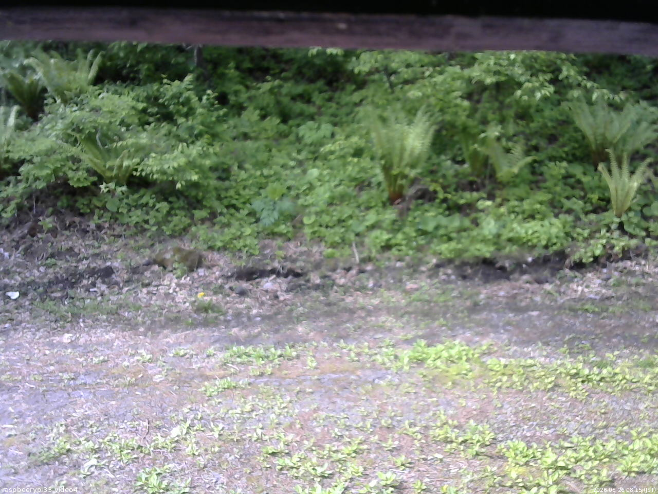 長野県菅平高原 ゆたか山荘 東側(坂下) 2026/05/26 08:15