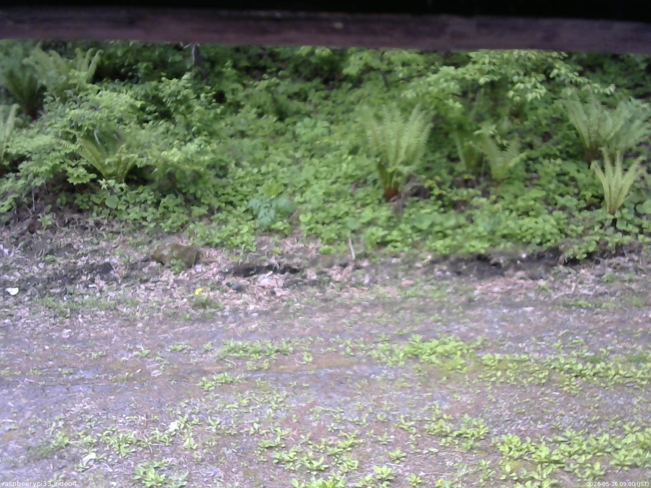 長野県菅平高原 ゆたか山荘 東側(坂下) 2026/05/26 09:00