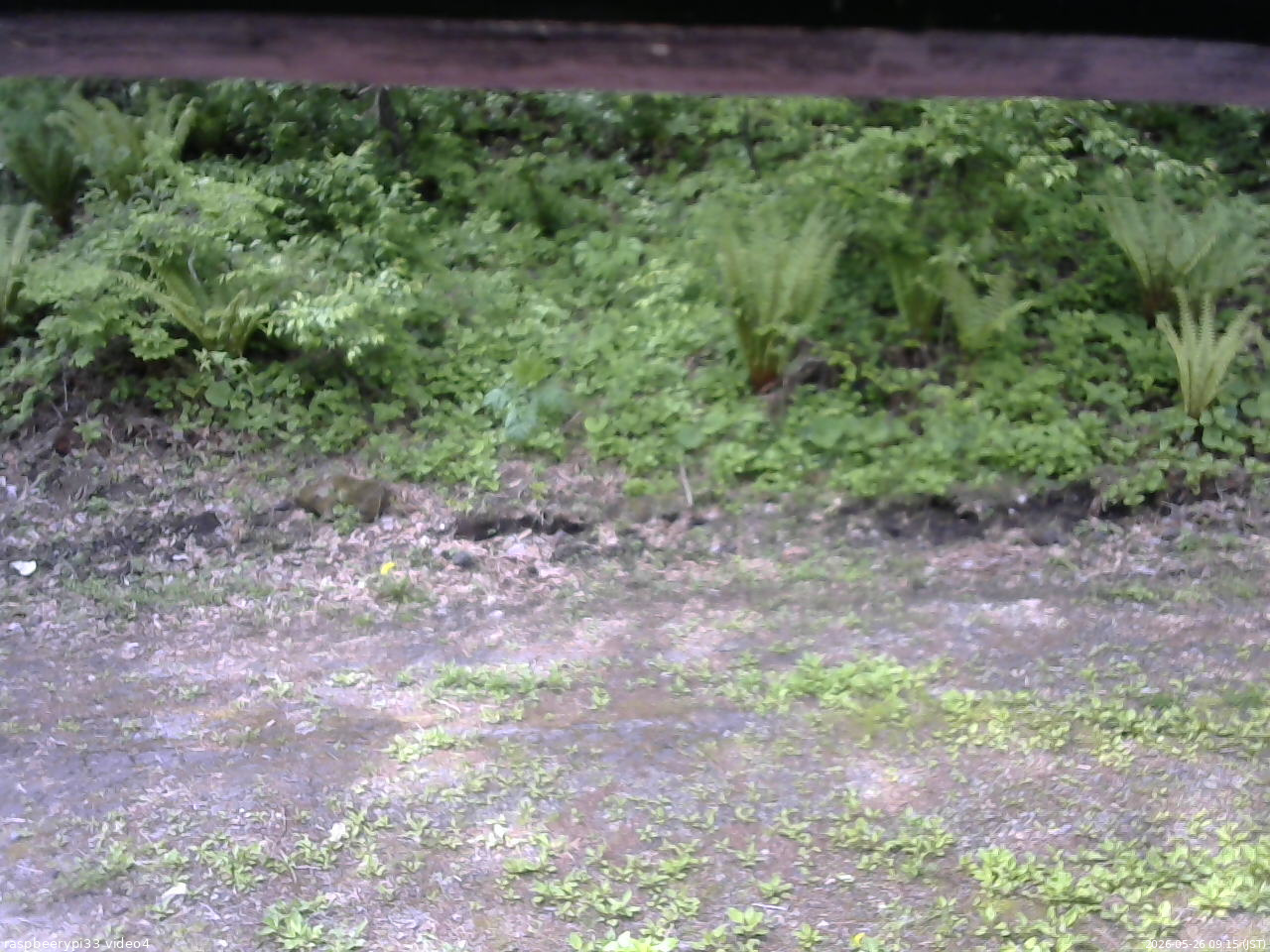 長野県菅平高原 ゆたか山荘 東側(坂下) 2026/05/26 09:15