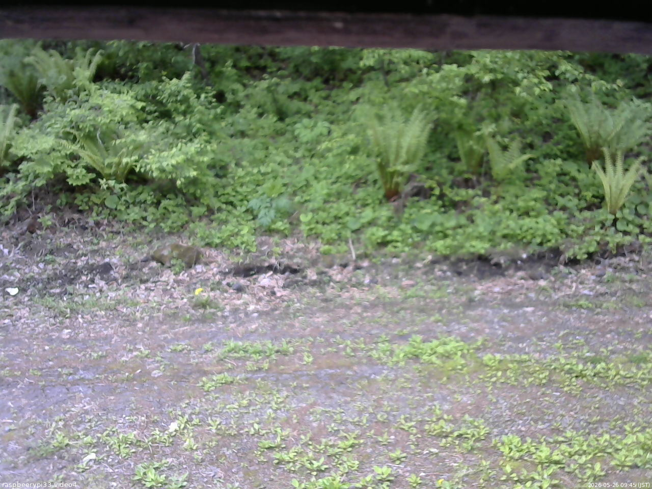 長野県菅平高原 ゆたか山荘 東側(坂下) 2026/05/26 09:45