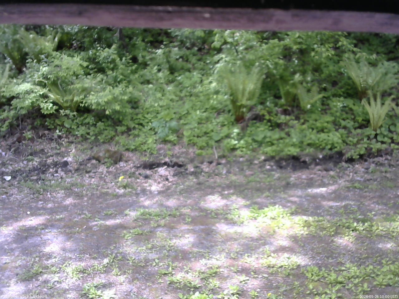 長野県菅平高原 ゆたか山荘 東側(坂下) 2026/05/26 10:00